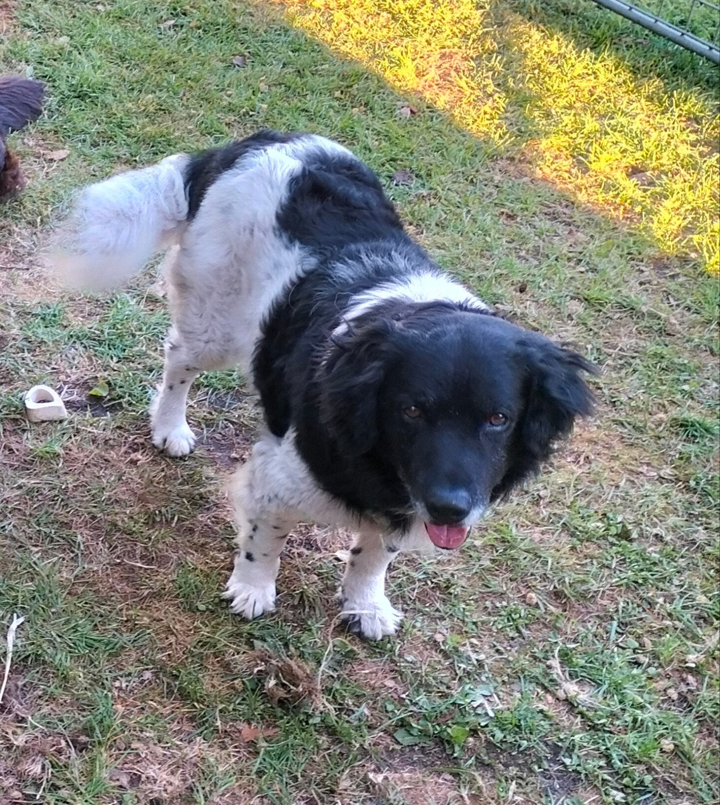 Friese Stabij reu, 6 jaar of ouder, Reu, Eén hond, Middel