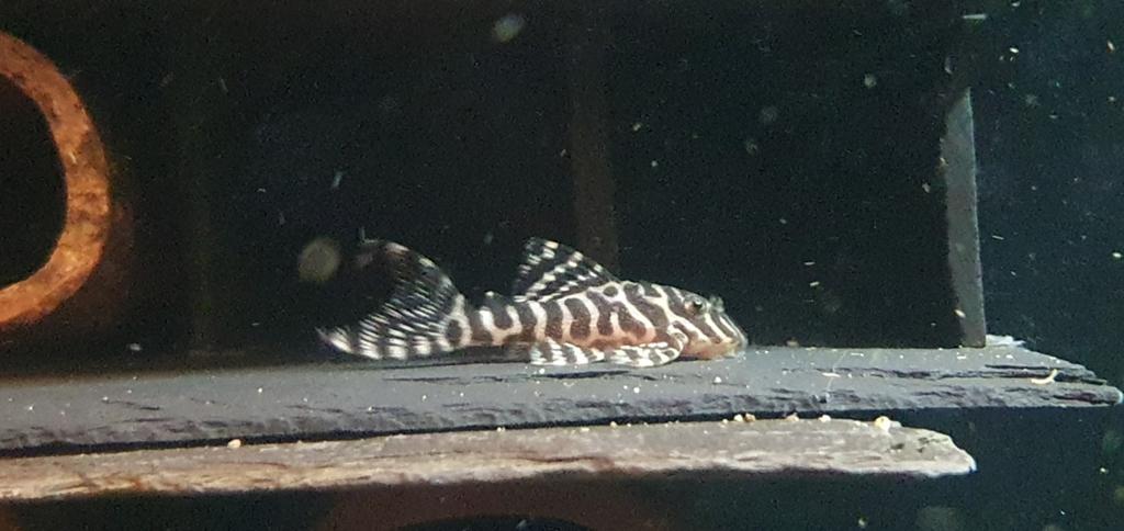 L066 / L66 Hypancistrus, algeneter., Dieren en Toebehoren, Vissen | Aquariumvissen, Vis, Zoetwatervis, Schoolvis