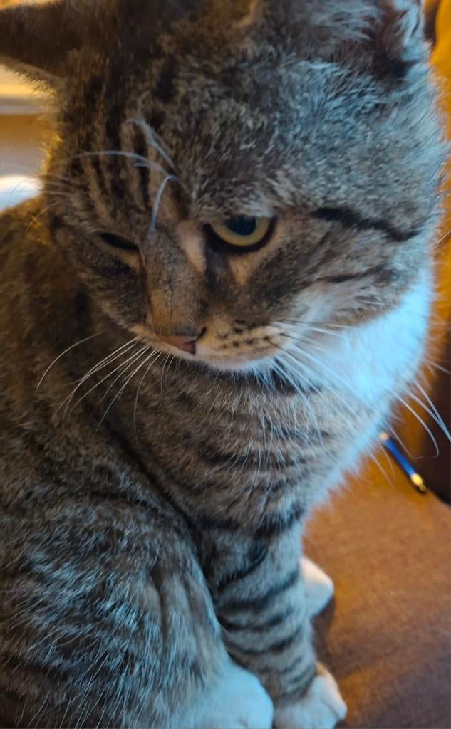 Kater en poes Pers x Bengaal, Meerdere dieren, Gechipt