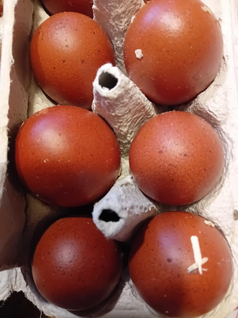 Broedeieren te koop van de marans kippen ⁰, Dieren en Toebehoren, Pluimvee, Geslacht onbekend, Kip
