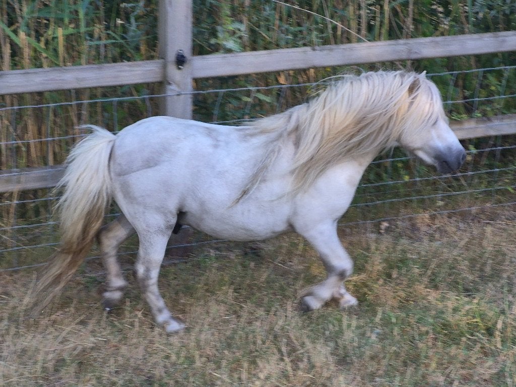 Pony, Dieren en Toebehoren, Pony's, Niet van toepassing, Hengst, A pony (tot 1.17m), Gechipt