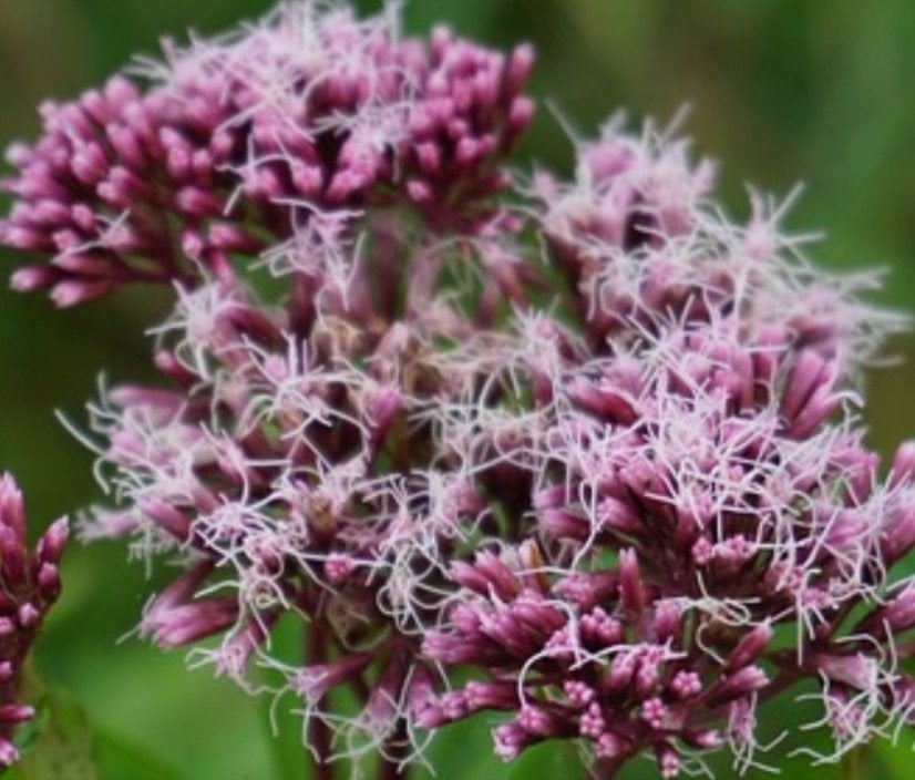 Leverkruid 'Atropurpureum' (Eupatorium maculatum p9), Overige soorten, Volle zon, Vaste plant, Ophalen of Verzenden