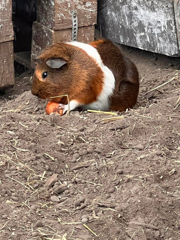 Konijnen en cavia, Dieren en Toebehoren, Knaagdieren, Meerdere dieren, Cavia, Maart, Tam