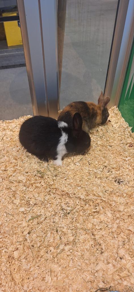 Lieve schattige konijntjes, Dieren en Toebehoren, Konijnen, Dwerg, Meerdere dieren, 0 tot 2 jaar