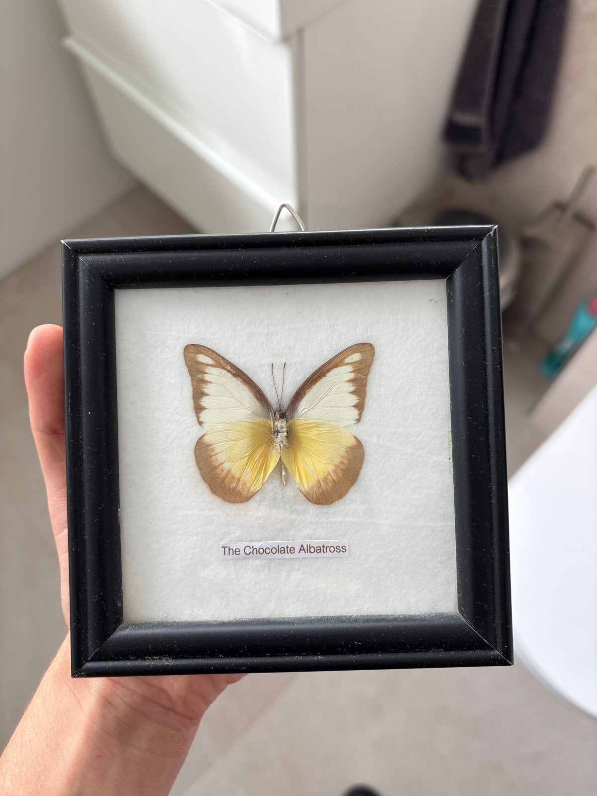 Ingelijste vlinder 'The Chocolate Albatross' - 12x12 cm, Ophalen of Verzenden, Zo goed als nieuw, Insect, Opgezet dier