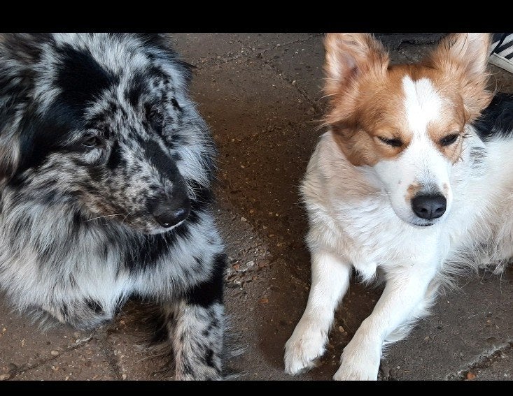 corgi x Australian x pups, 8 tot 15 weken, Meerdere, Meerdere dieren, Nederland