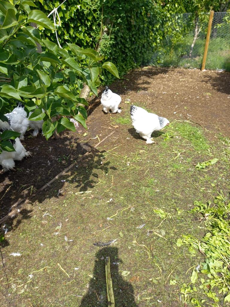 3 Brahma hanen, Dieren en Toebehoren, Pluimvee, Mannelijk, Kip