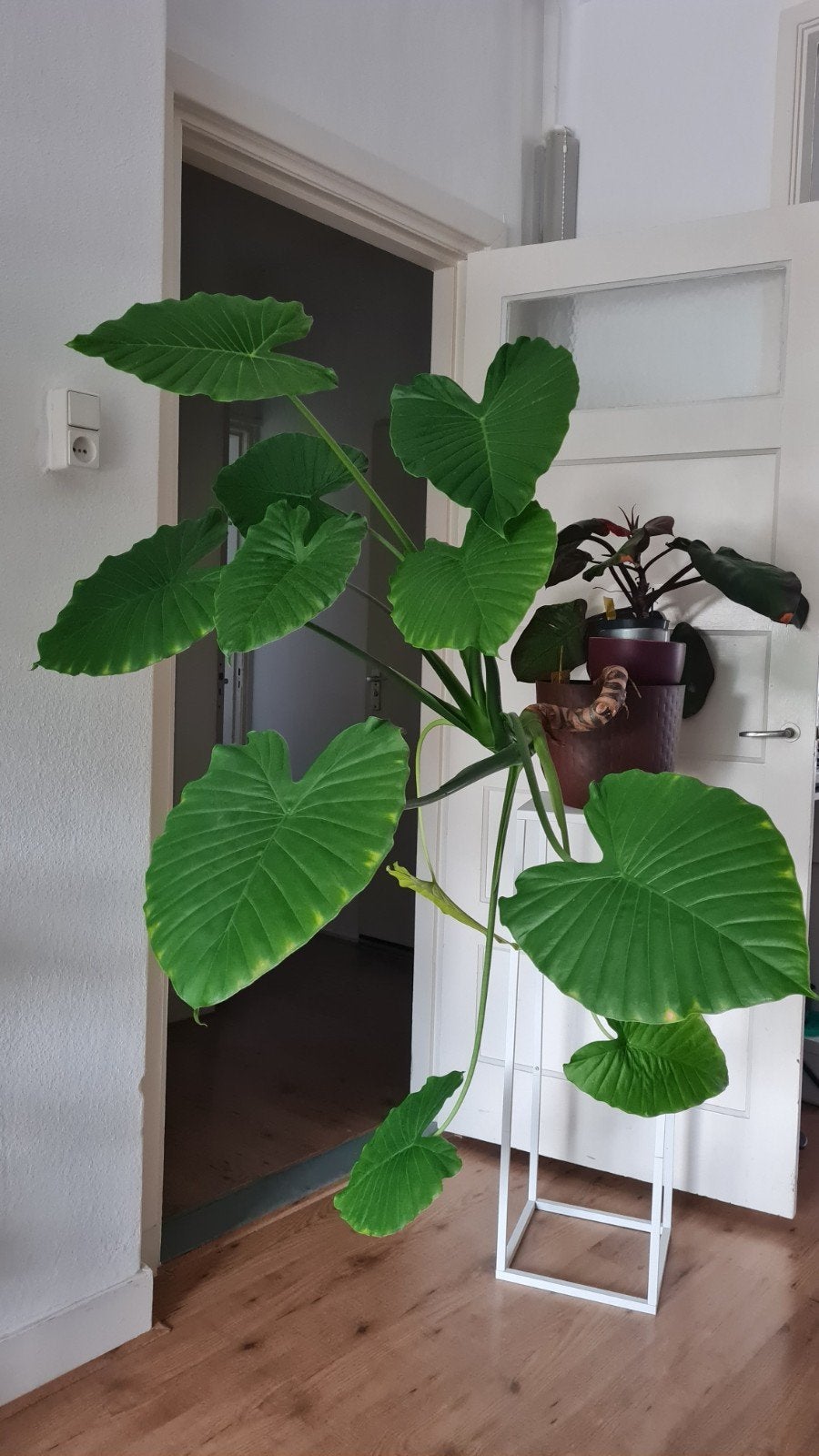 Alocasia macrorrhiza (olifantsoor), Huis en Inrichting, Kamerplanten, Ophalen, Overige soorten, Halfschaduw, In pot