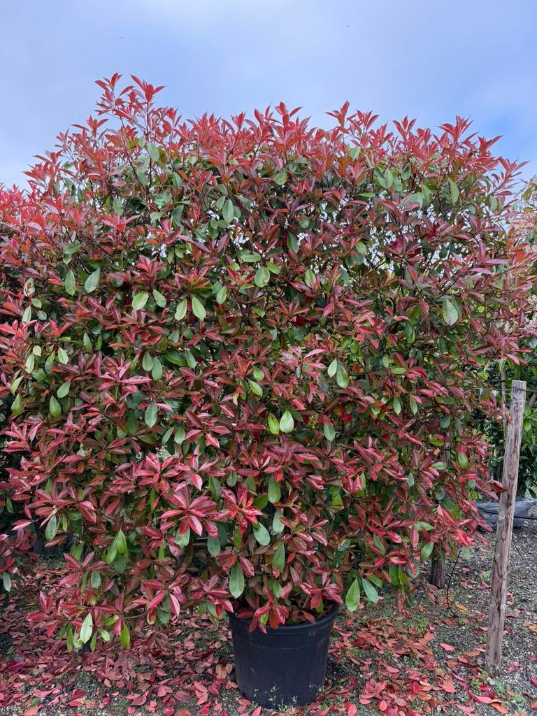 Photinia ‘Red Robin’ Haagelement 140x160, Ophalen, Overige soorten, Haag, 100 tot 250 cm