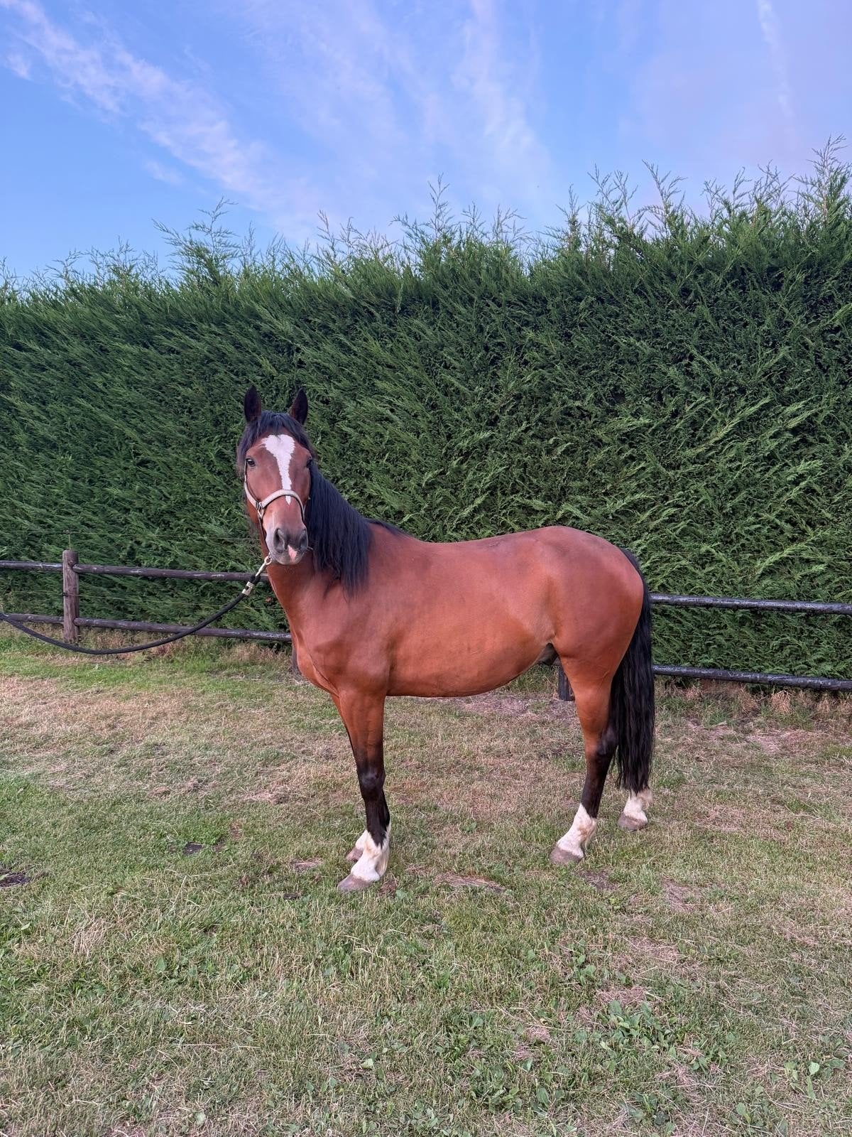 Pony, Ruin, E pony (1.48m - 1.57m), Recreatiepony, 7 tot 10 jaar