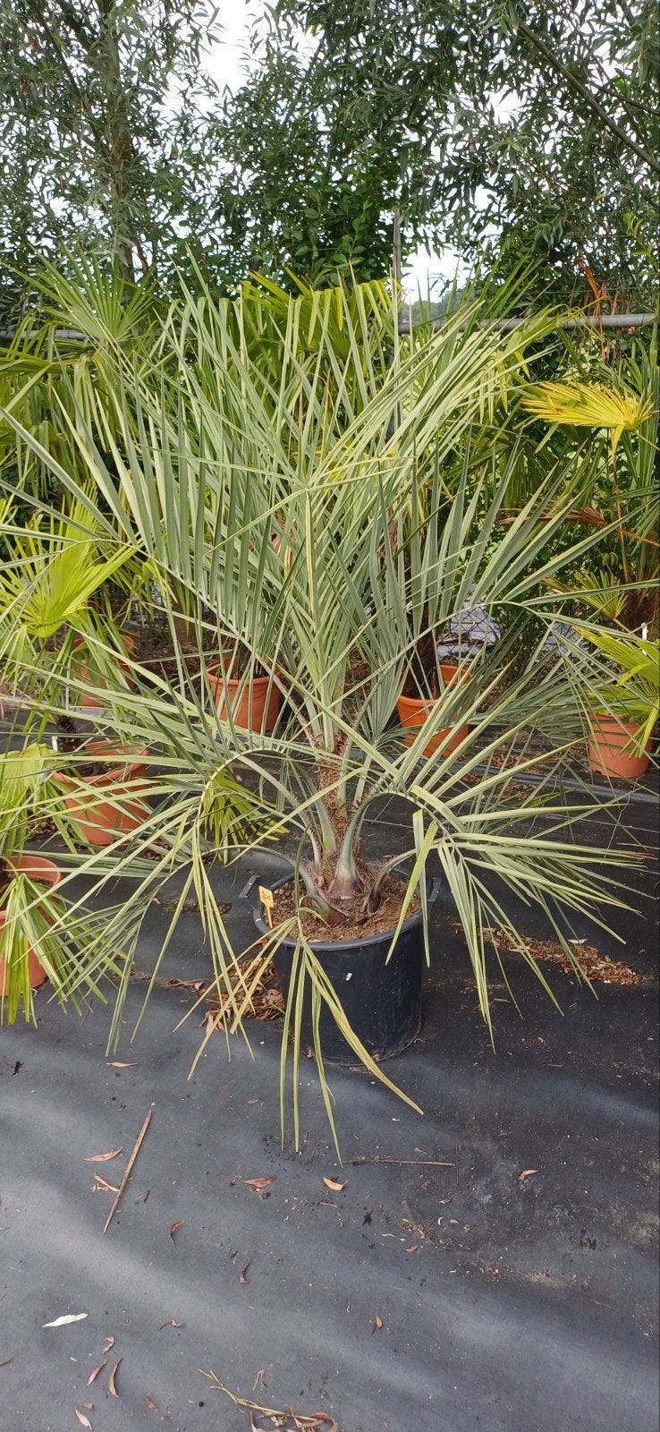 butia capitata, Ophalen of Verzenden, Eenjarig, Overige soorten, Volle zon