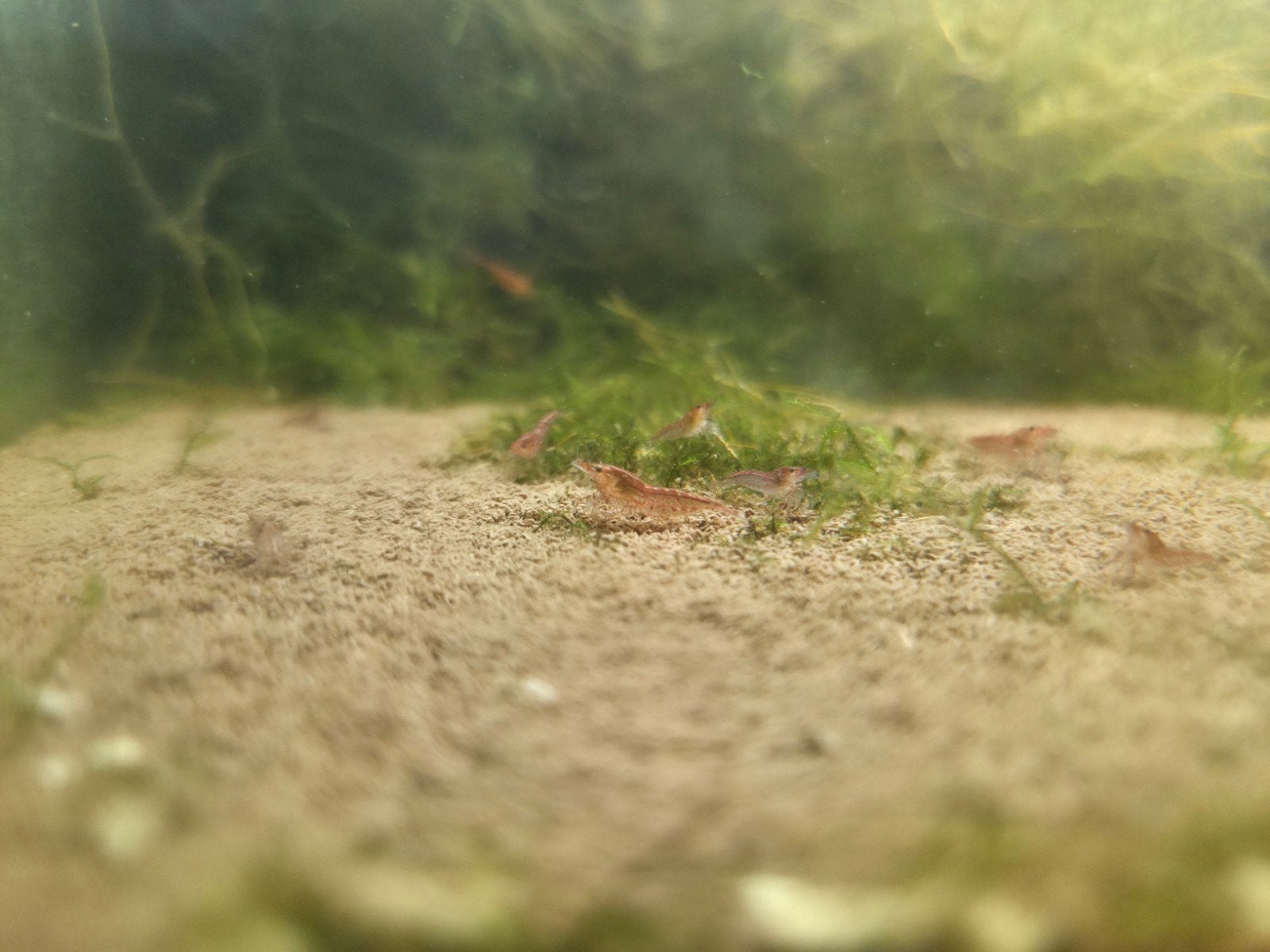 Vuurgarnalen (>50 stuks), Dieren en Toebehoren, Vissen | Aquariumvissen, Kreeft, Krab of Garnaal, Zoetwatervis, Schoolvis