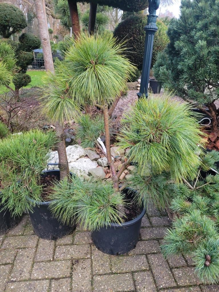 Pinus Wallichiana Vormsnoei - Himalayaden, Volle zon, Vaste plant, Bloeit niet, Ophalen