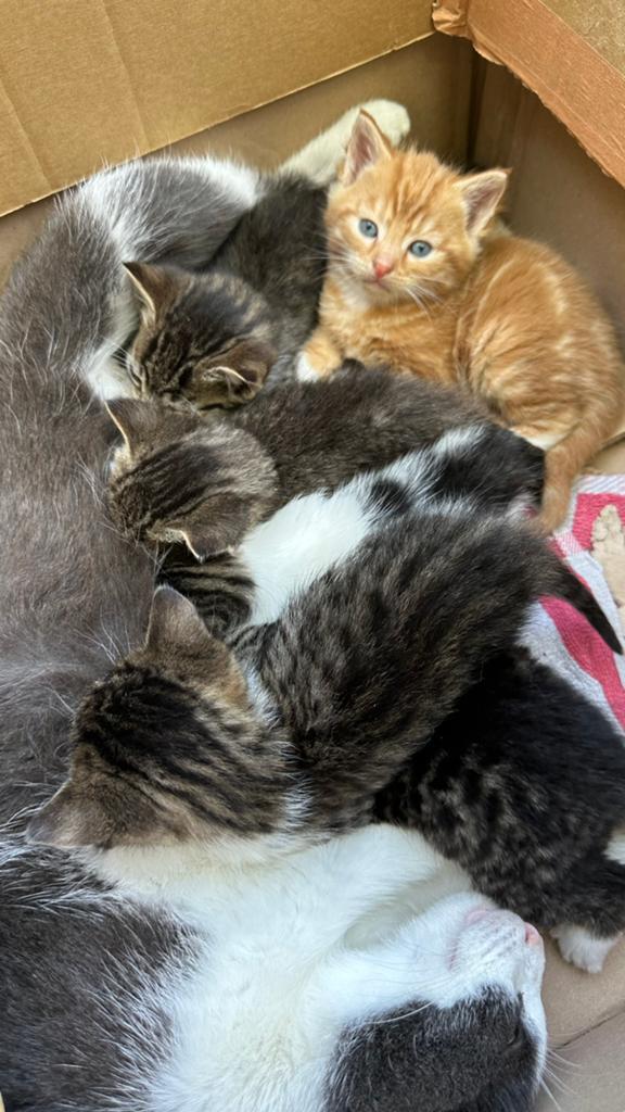 Kittens Europees Korthaar, Meerdere dieren