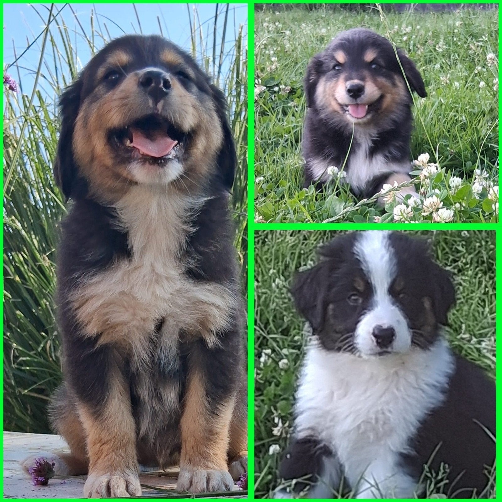 Australian Shepherd x Golden Retriever pups, Parvo, Overige rassen, 8 tot 15 weken, Meerdere