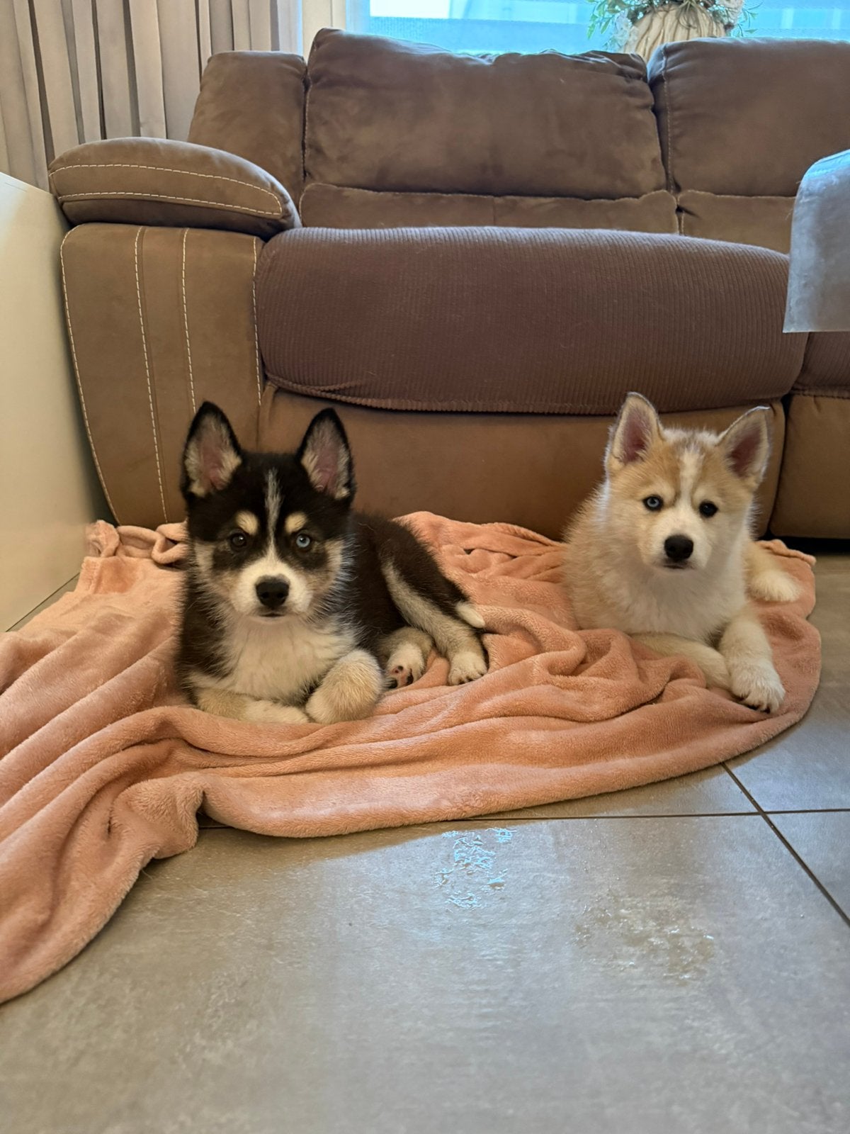 Nog 2 lieve pomsky pup reutjes MOGEN VERHUIZEN, Parvo, 8 tot 15 weken, Meerdere, Nederland
