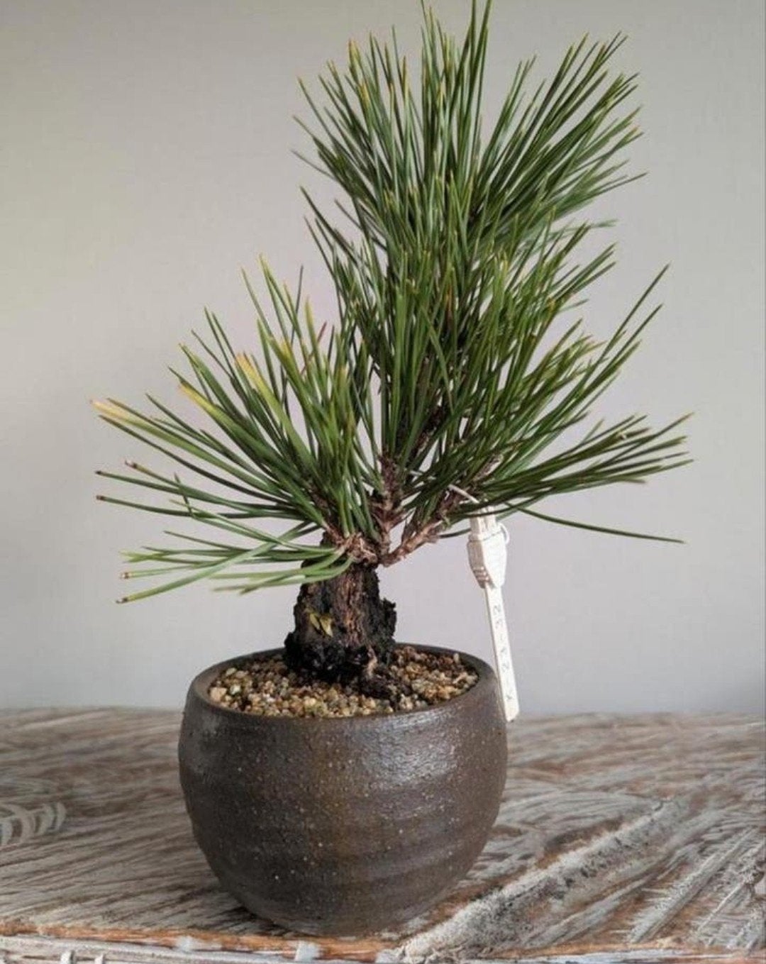 Pinus Thunbergii Corticosa 13 jaar, Bloeit niet, Halfschaduw, Minder dan 100 cm, Overige soorten
