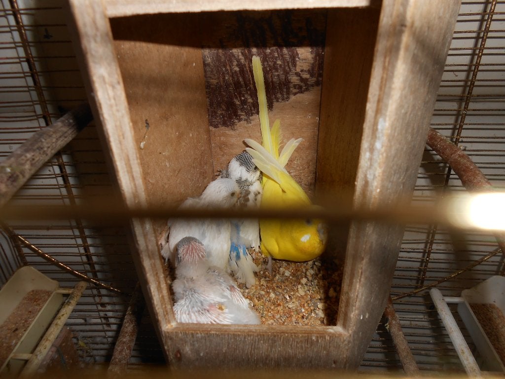 Gezocht: Persoon die jonge grasparkiet(en) wil groot brengen, Dieren en Toebehoren, Meerdere dieren, Parkiet, Tam