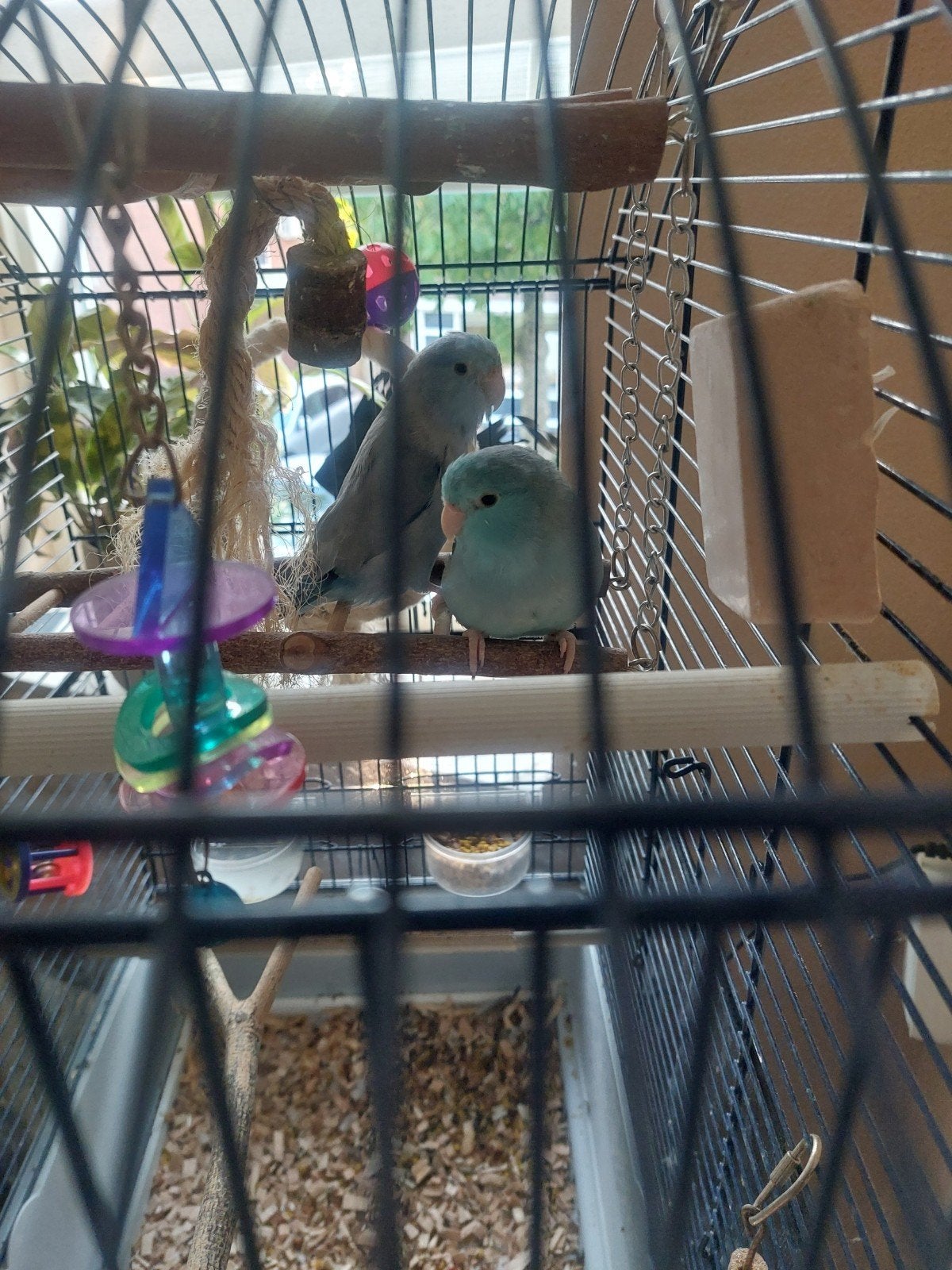 te koop, Mannelijk, Dwergpapegaai of Agapornis