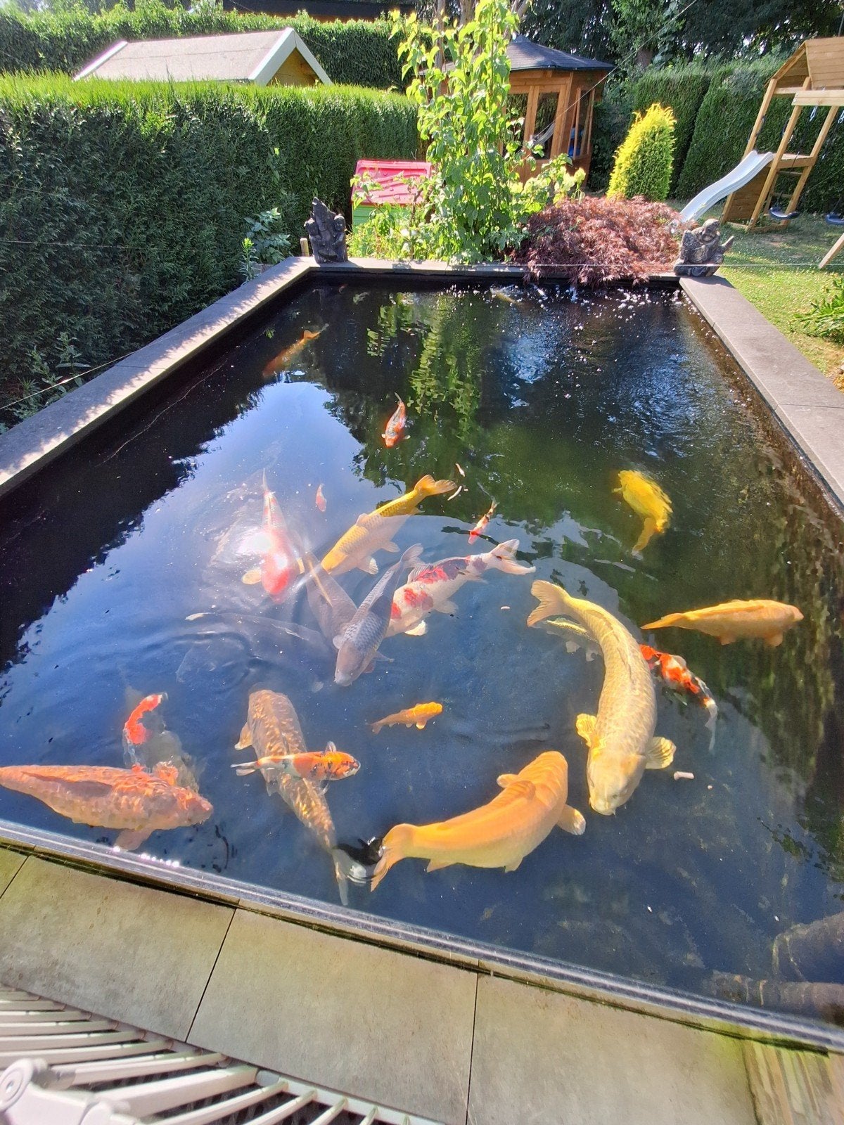 Complete koivijver met borstelfilter en bioloog, Tuin en Terras, Vijvers, Ophalen