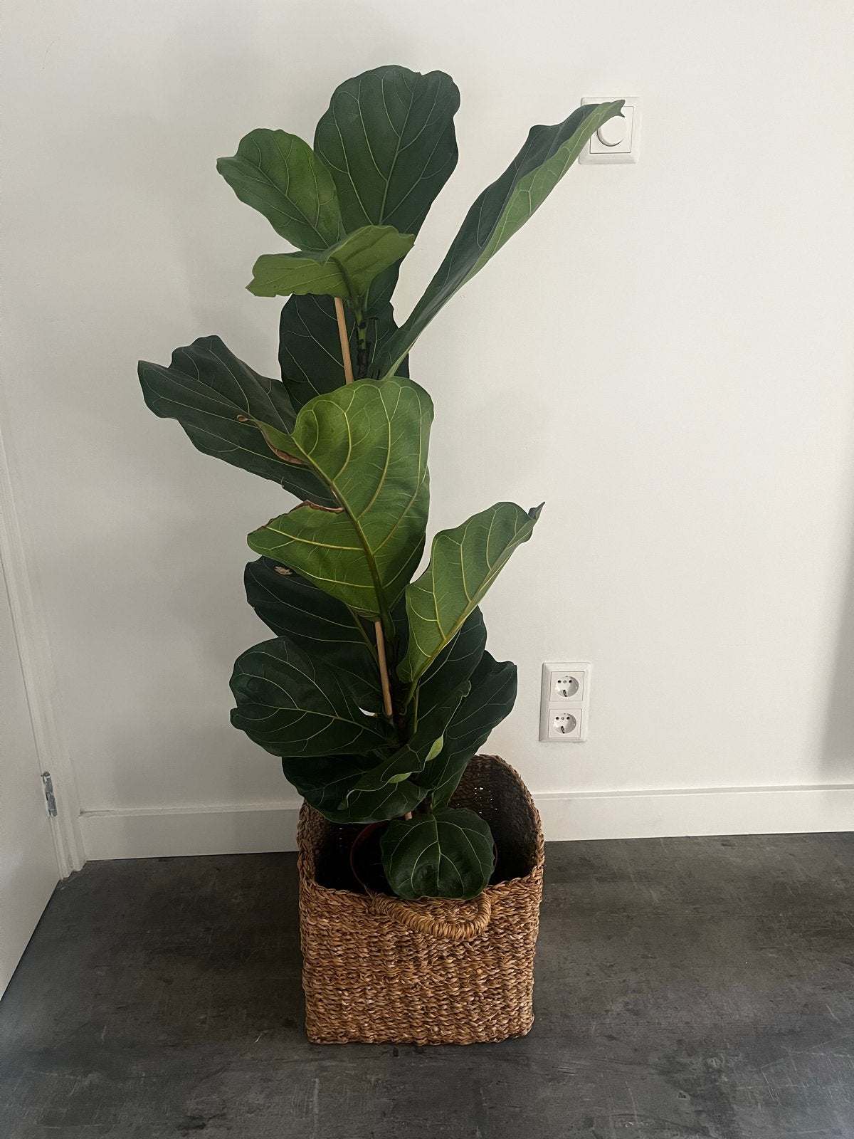 Ficus Lyrata (Tabaksplant), Vaste plant, Bloeit niet, Halfschaduw, Ophalen