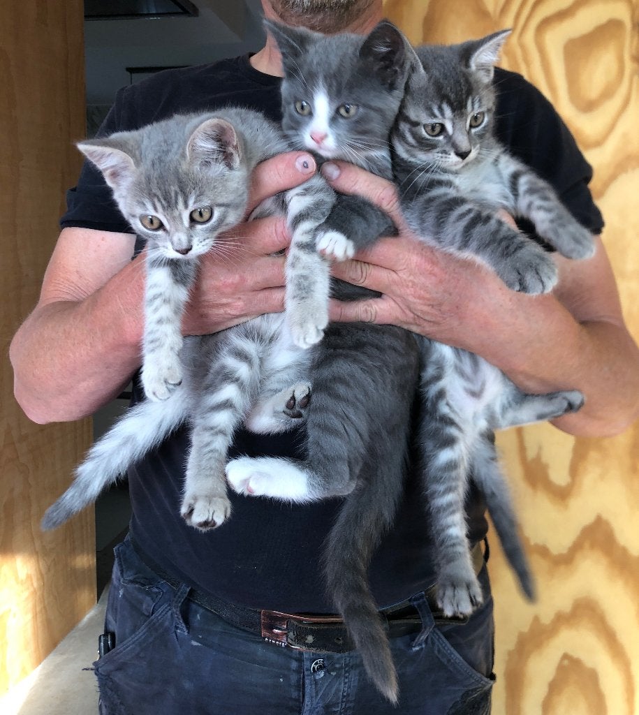 Prachtige grijze kittens - Britse Korthaar x Blauwe Rus, Dieren en Toebehoren, Meerdere dieren, Ontwormd, 0 tot 2 jaar