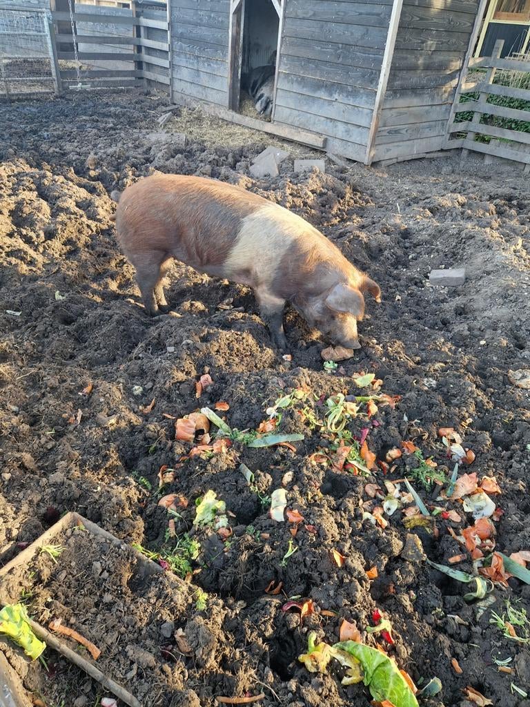 Te huur Husumer dekbeer, Dieren en Toebehoren, Mannelijk, Varken, 0 tot 2 jaar