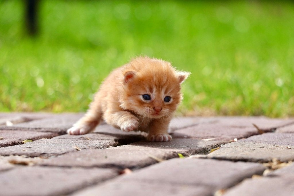 Te koop:7 rode lieve en aanhankelijke kittens(3 beschikbaar), Meerdere dieren, Kortharig, 0 tot 2 jaar