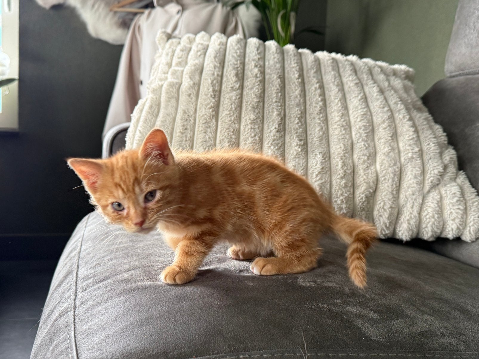 Rode kittens 1 poesje en 1 kater  nog beschikbaar!, Meerdere dieren, Kortharig, 0 tot 2 jaar