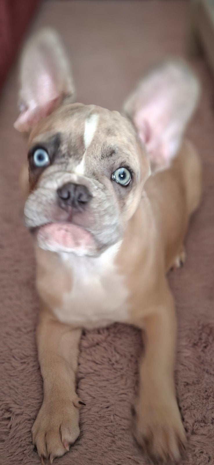 Franse bulldog pup isabella merle reu, 15 weken tot 1 jaar, Reu, Bulldog, Eén hond