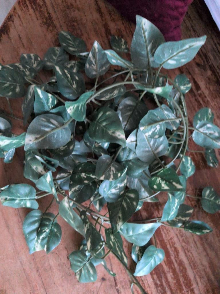 2x IKEA nepplant strengel - gratis, Ophalen of Verzenden