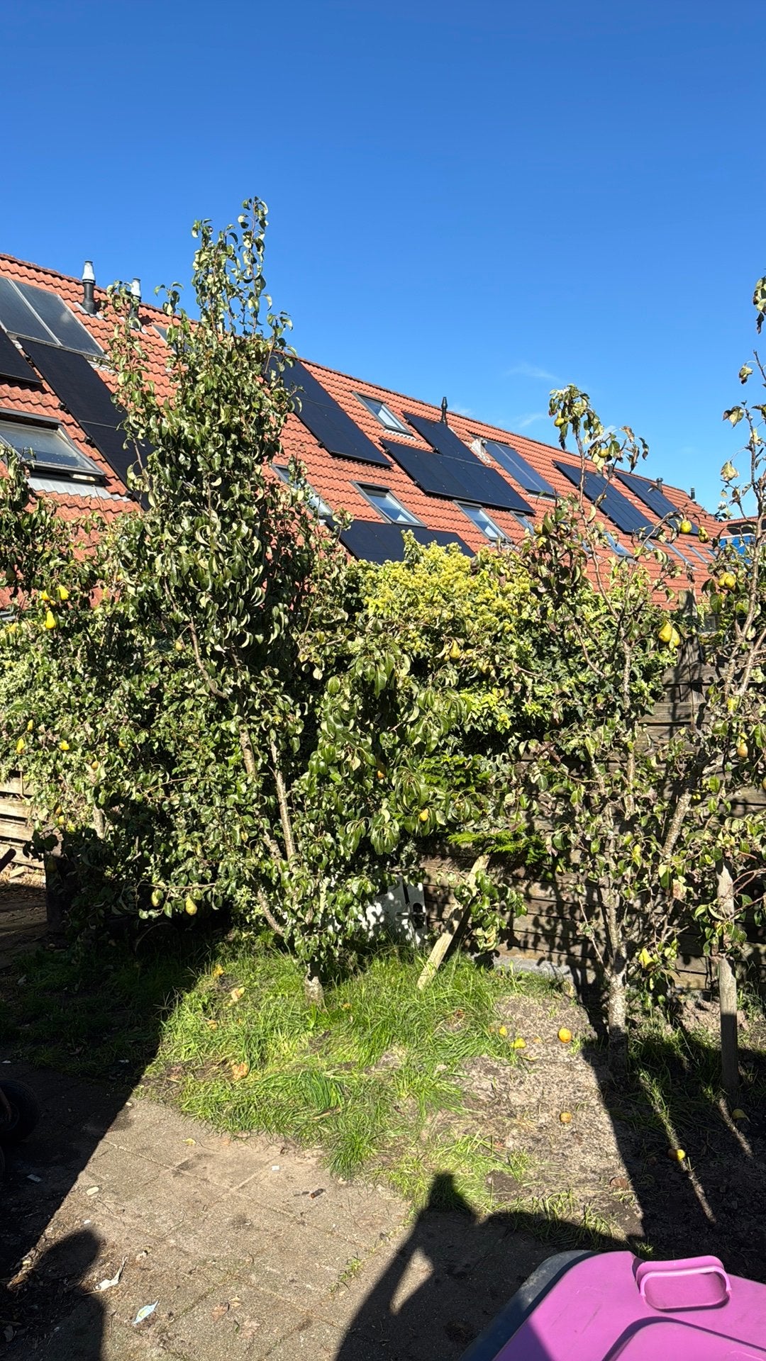 8 Perenbomen te koop, Lente, Volle zon, Perenboom, Ophalen of Verzenden