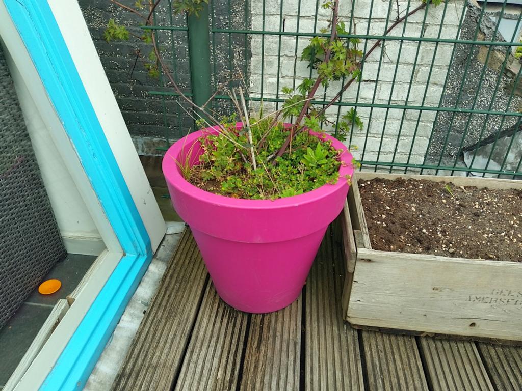 Roze elho bloempot, Ophalen, Rond, Kunststof