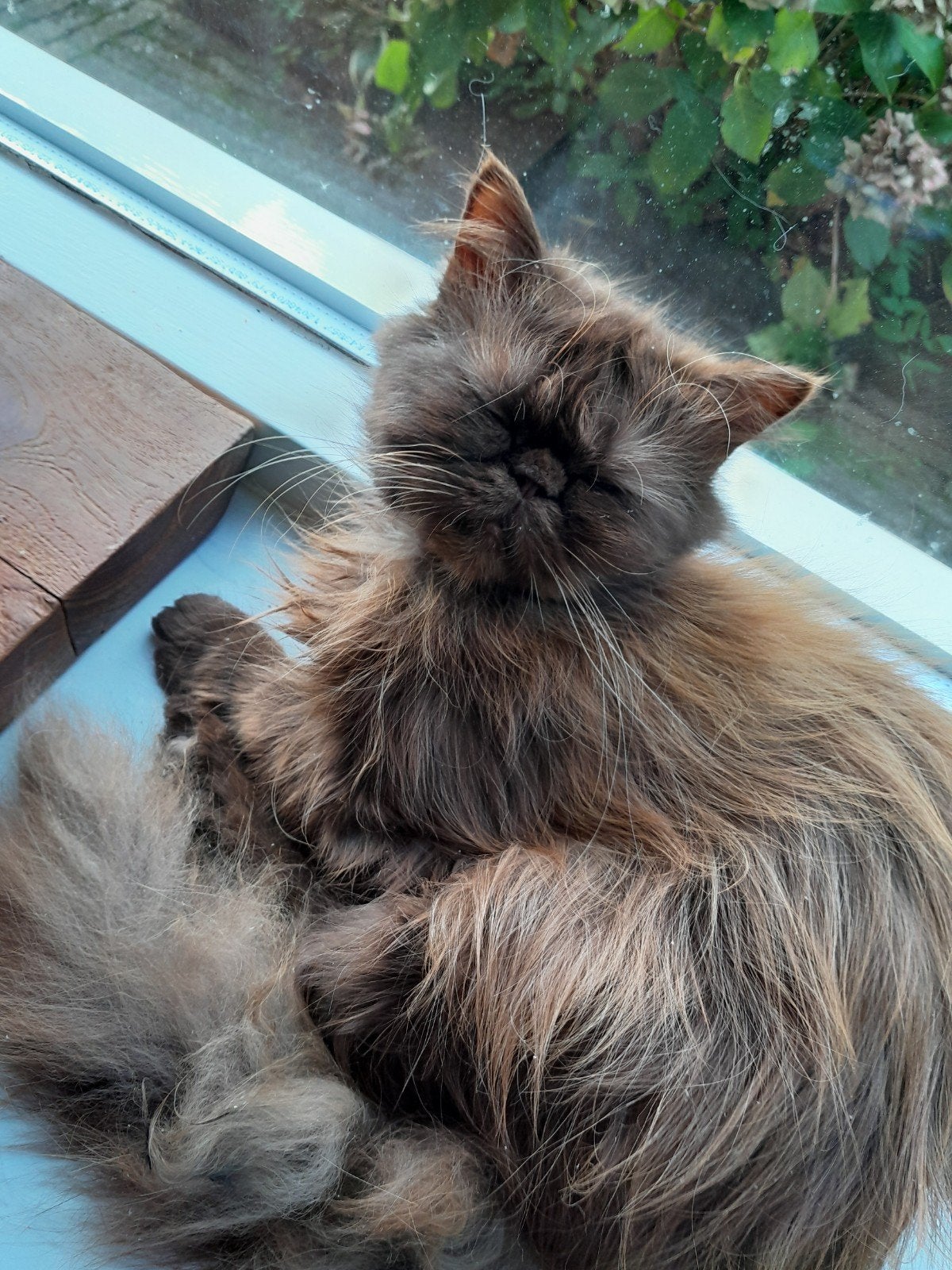 te koop, Dieren en Toebehoren, Katten en Kittens | Raskatten | Langhaar, Poes