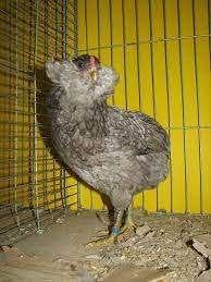 Araucana kippen., Vrouwelijk, Kip
