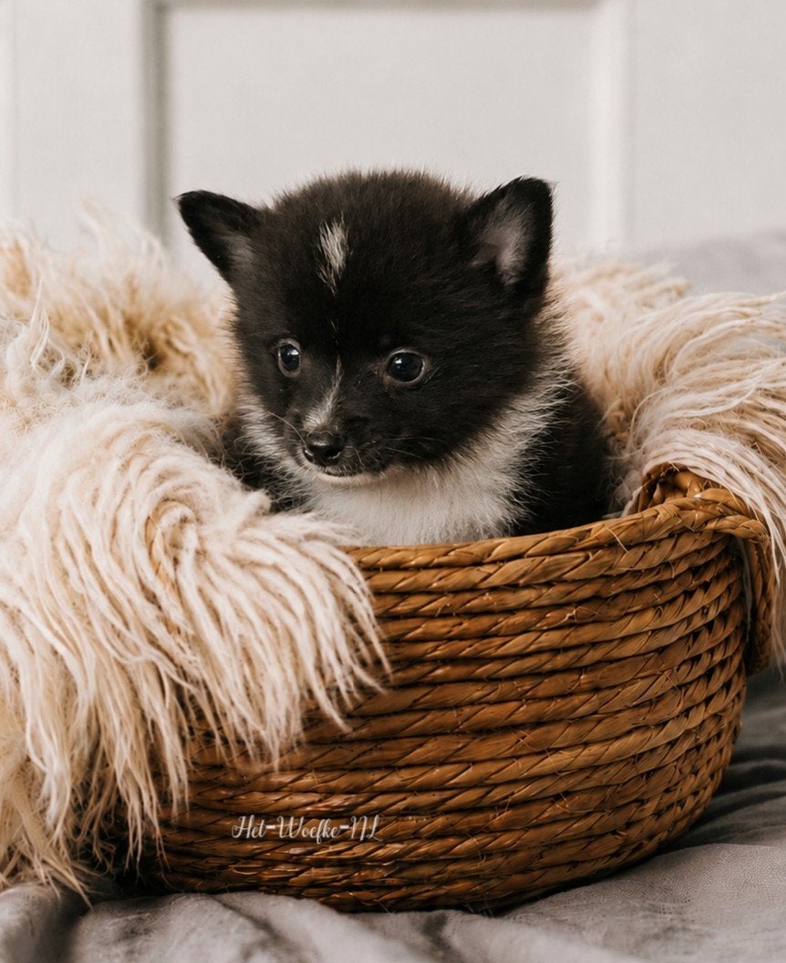 Futs💙 zwart/wit Pomsky puppy, 8 tot 15 weken, Eén hond, Nederland, Fokker | Hobbymatig