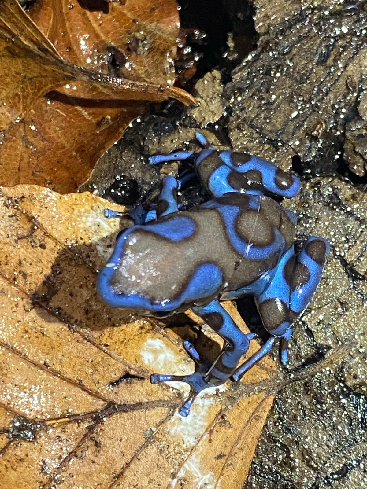 Verschillende soorten gifkikkers Frog photo 4