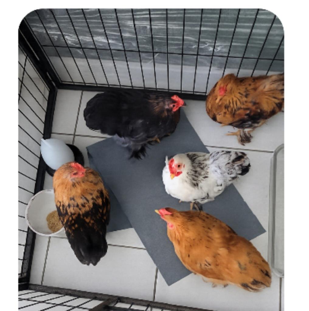 Jongen haantjes van april, Dieren en Toebehoren
