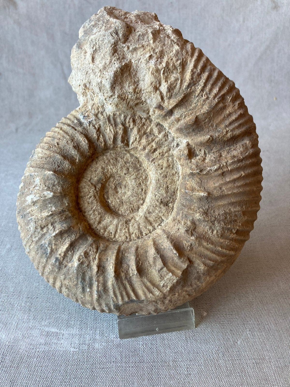 Fossielen AMMONIET uit Frankrijk 15 cm, Ophalen, Fossiel