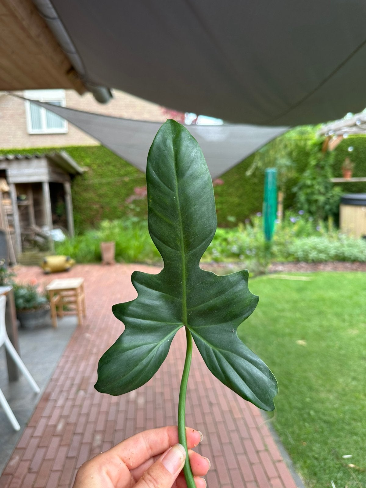 Cutting Philodendron golden dragon variegated, Huis en Inrichting, Kamerplanten, Verzenden, Halfschaduw, Minder dan 100 cm