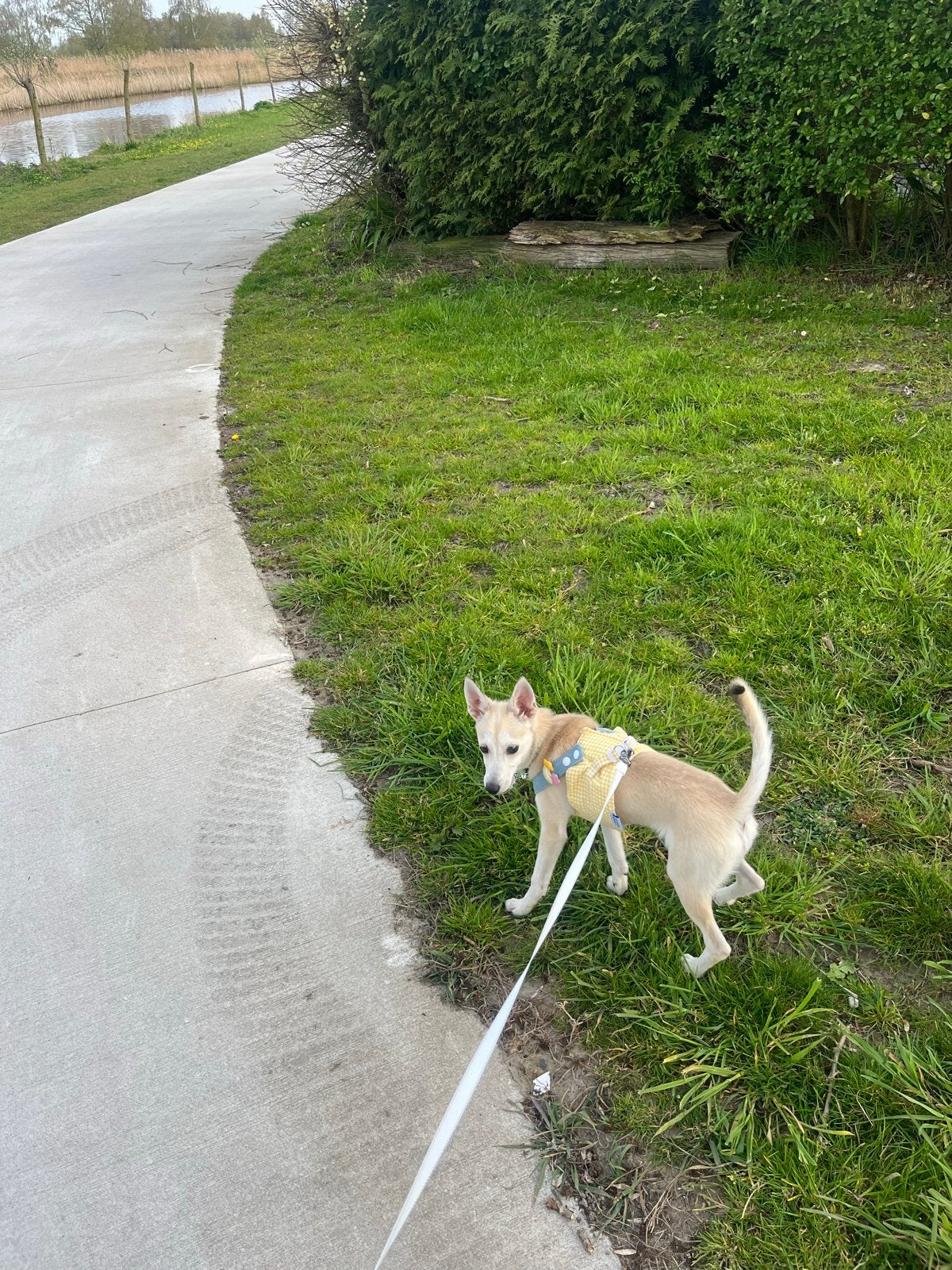 Herplaatsing: Italiaanse Windhond  Pomsky (8–9 maanden), Dieren en Toebehoren, Honden | Niet-rashonden, België, Particulier, 15 weken tot 1 jaar
