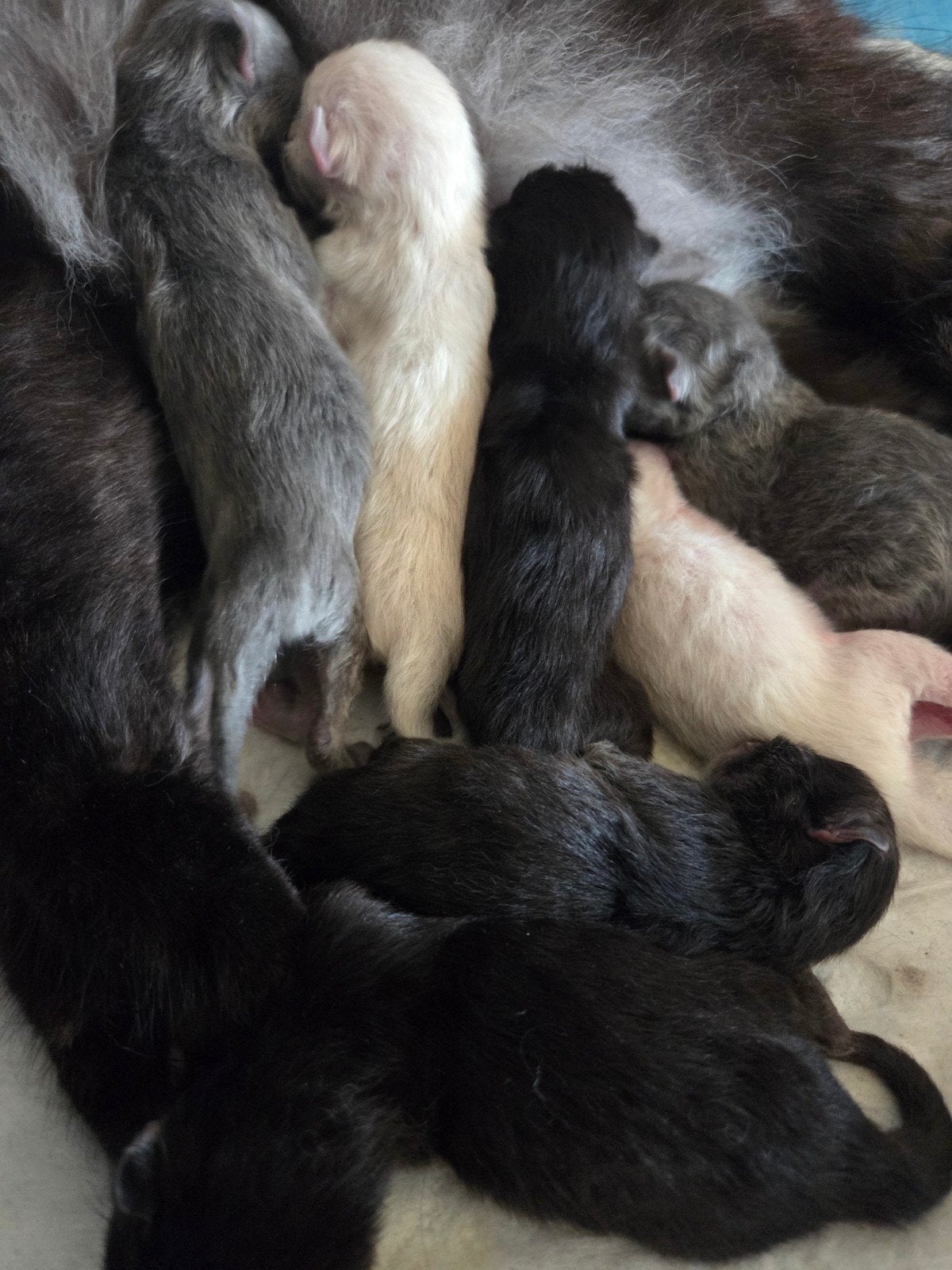 Lieve kleine  pluizen bolletjes, Meerdere dieren, Ontwormd