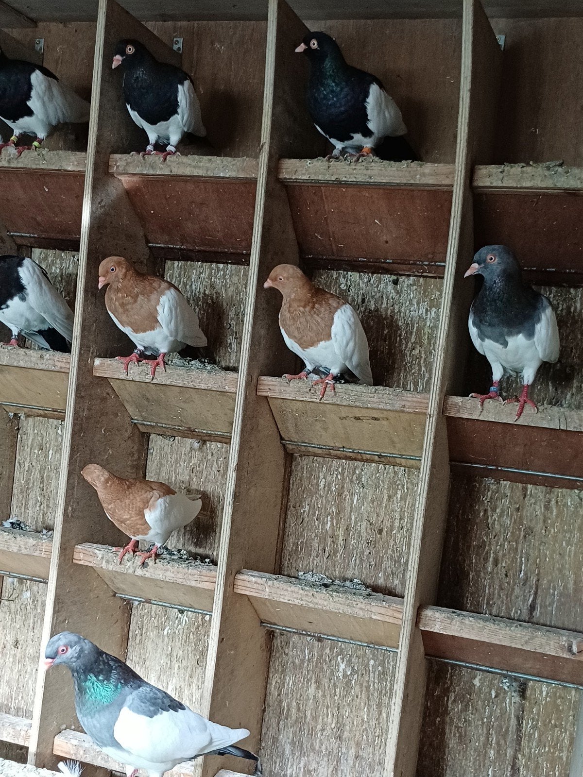 oud Duitse ekstertuimelaar, Dieren en Toebehoren, Meerdere dieren, Tuimelaar of Roller
