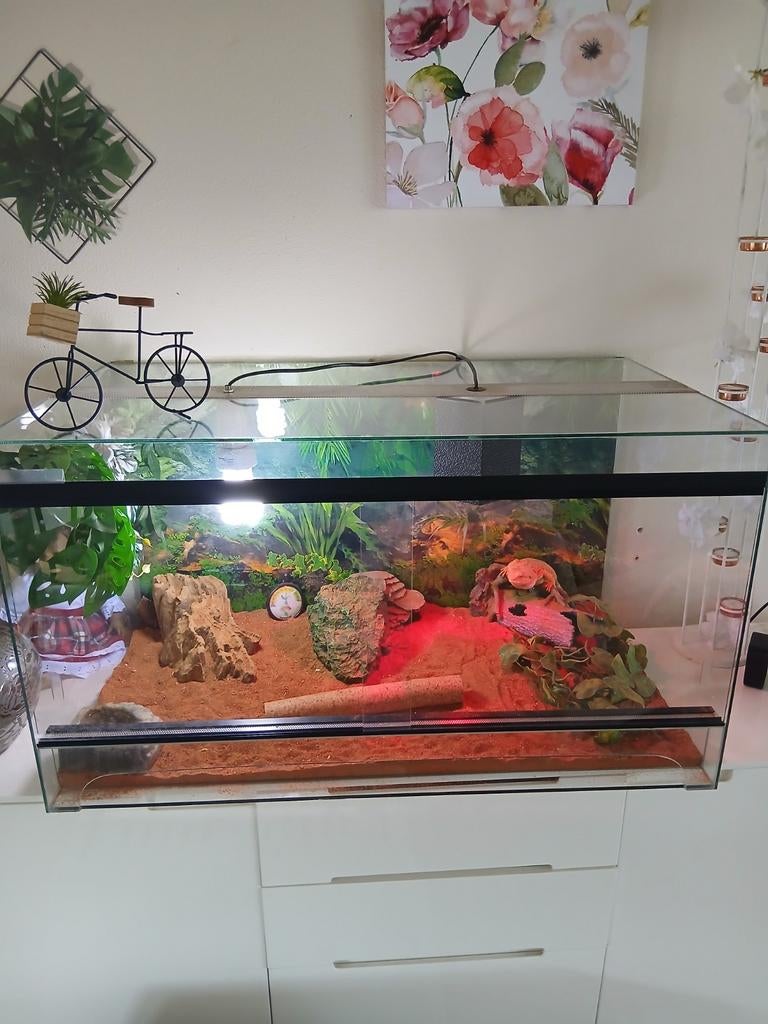 Baardagaam met terrarium te koop, Dieren en Toebehoren, Reptielen en Amfibieën | Toebehoren, Ophalen