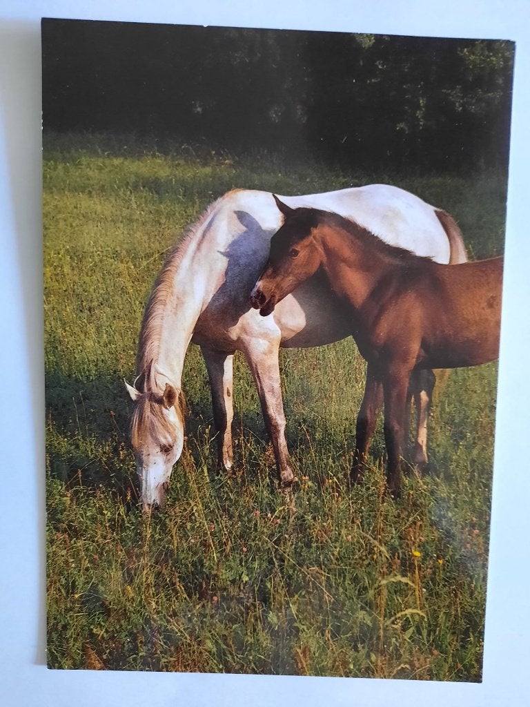 ansichtkaart paard veulen ARABIER, Ophalen, 1980 tot heden, Ongelopen, Paard