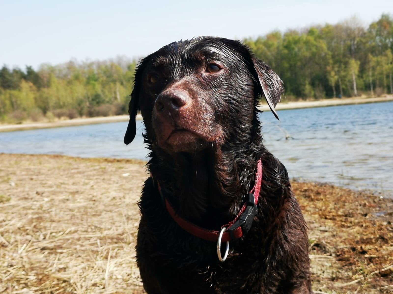 Donkerbruine labrador gezocht, Teef, Labrador retriever, Eén hond, Nederland