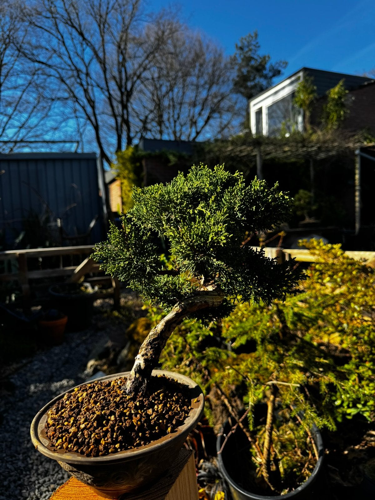 Bonsai juniper chinensis, Volle zon, Vaste plant, Bloeit niet, Ophalen