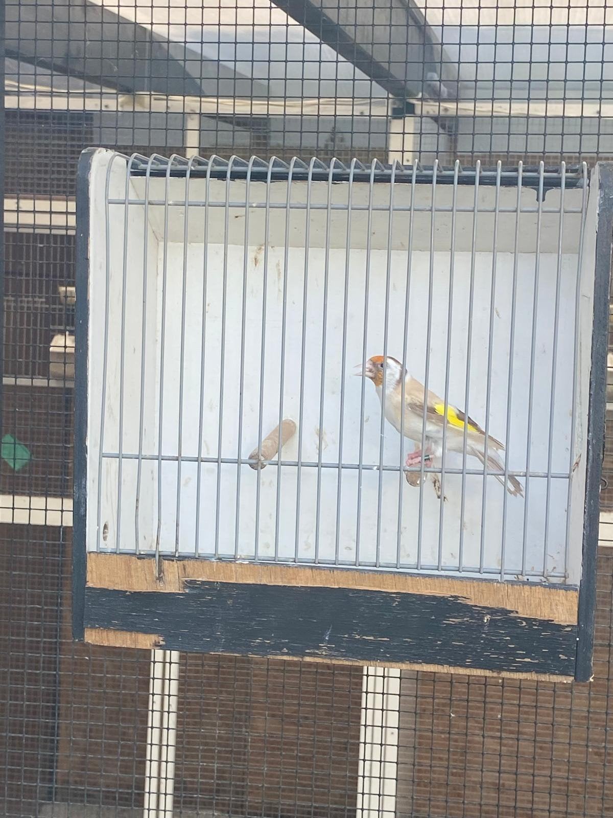 Te koop: Major putters, Dieren en Toebehoren, Meerdere dieren, Wildzangvogel, Geringd