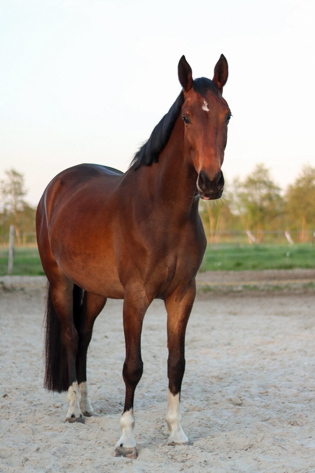 Super brave 4 jarige merrie, Dieren en Toebehoren, Paarden, Merrie, Met stamboom, Dressuurpaard, Zadelmak