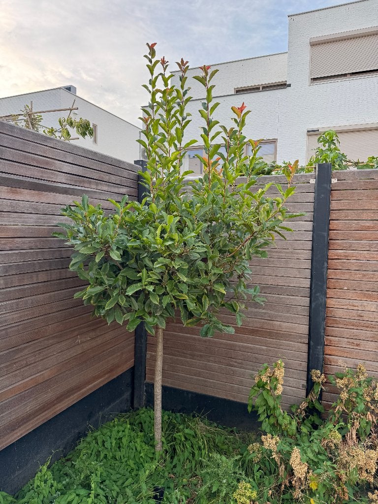 Glansmispel boom, Tuin en Terras, Bloeit niet, 100 tot 250 cm, Ophalen, Volle zon